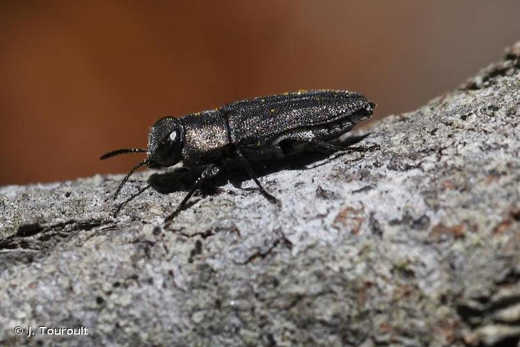 <i>Anthaxia confusa baudii</i> Obenberger, 1914 © J. Touroult