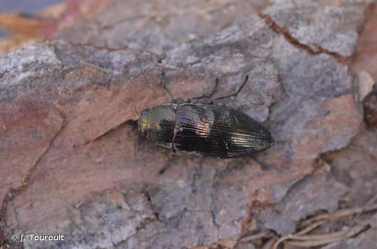 <i>Buprestis haemorrhoidalis haemorrhoidalis</i> Herbst, 1780 © J. Touroult