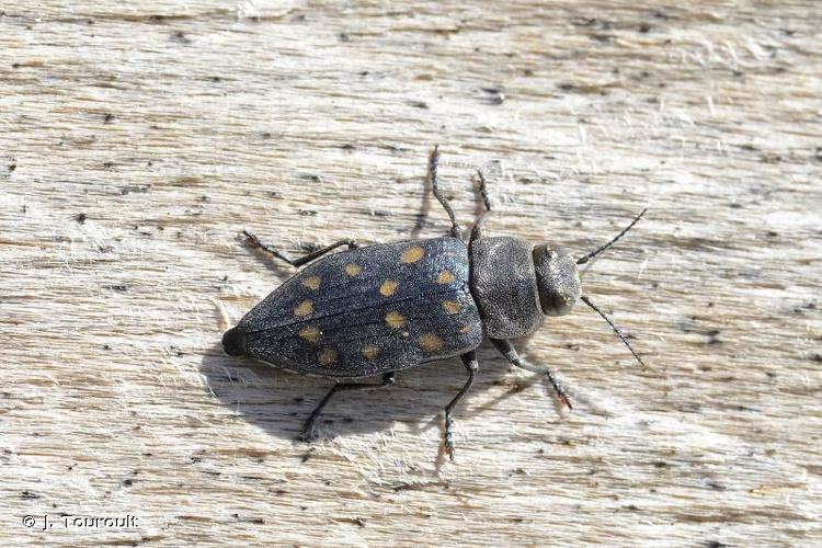 <i>Trachypteris picta decostigma</i> (Fabricius, 1787) © J. Touroult