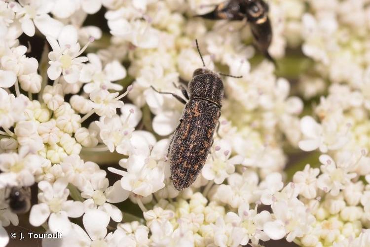 <i>Acmaeoderella adspersula adspersula</i> (Illiger, 1803) © J. Touroult