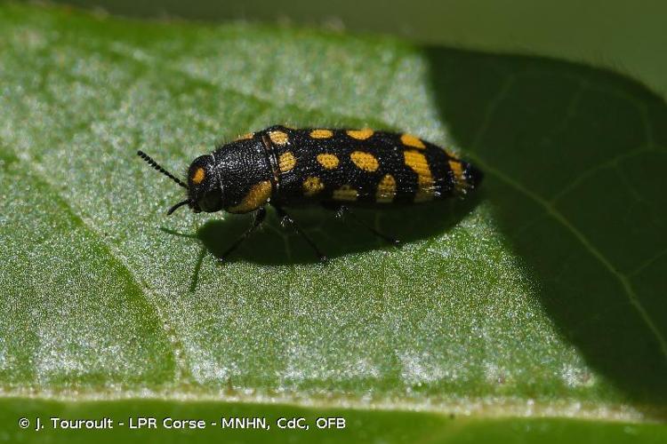 <i>Acmaeodera quadrifasciata octodecimpunctata</i> Gory, 1840 © J. Touroult - LPR Corse - MNHN, CdC, OFB