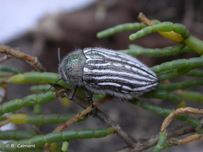 <i>Julodis onopordi sommeri</i> Jaubert, 1858 © B. Calmont