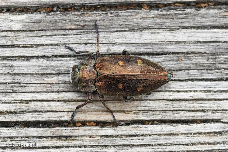 <i>Chrysobothris affinis affinis</i> (Fabricius, 1794) © J. Touroult