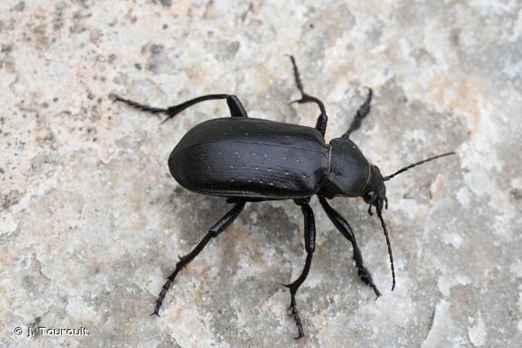 <i>Calosoma maderae maderae</i> (Fabricius, 1775) © J. Touroult.