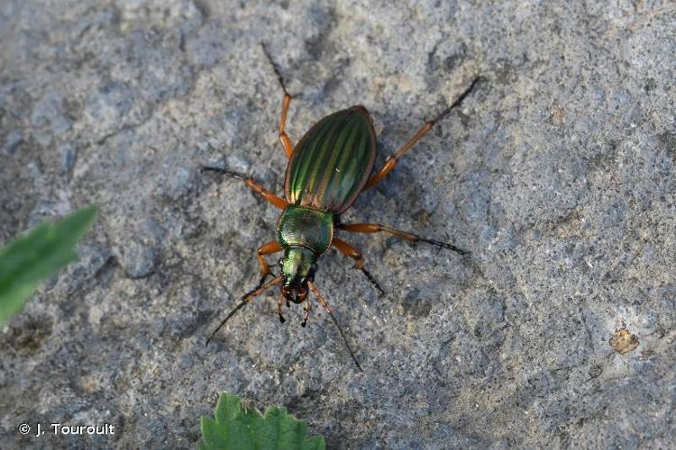 <i>Carabus auratus auratus</i> Linnaeus, 1761 © J. Touroult