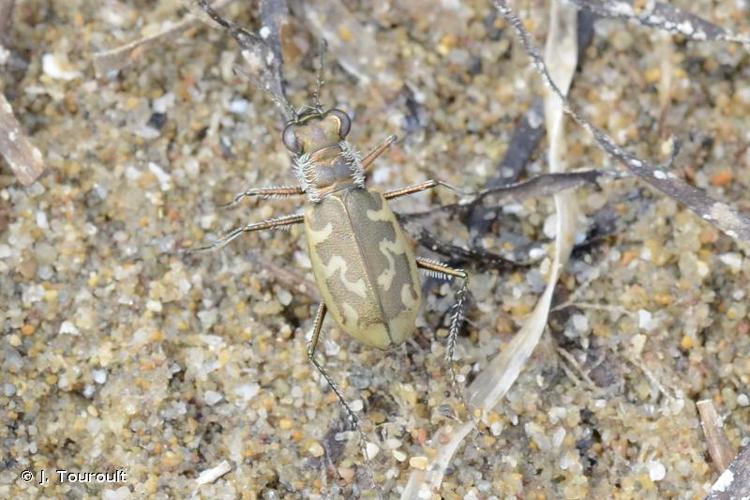 <i>Cylindera trisignata trisignata</i> (Dejean <i>in</i> Latreille & Dejean, 1822) © J. Touroult