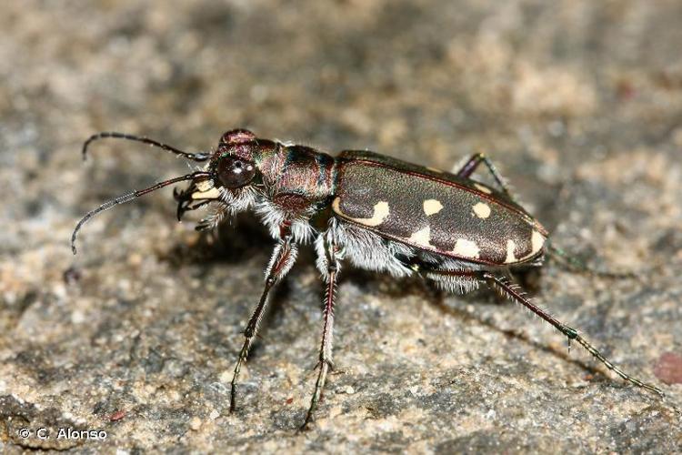 <i>Calomera littoralis nemoralis</i> (Olivier, 1791) © C. Alonso