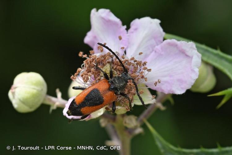 <i>Stictoleptura cordigera cordigera</i> (Fuessly, 1775) © J. Touroult - LPR Corse - MNHN, CdC, OFB