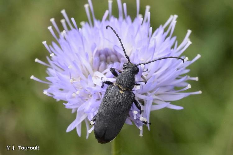 <i>Stictoleptura scutellata scutellata</i> (Fabricius, 1781) © J. Touroult