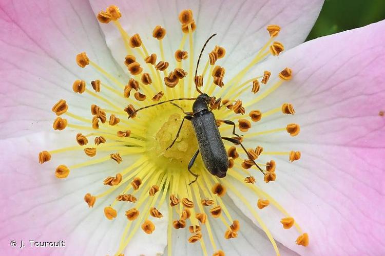 <i>Grammoptera ruficornis ruficornis</i> (Fabricius, 1781) © J. Touroult