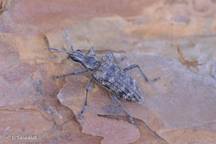 <i>Rhagium inquisitor inquisitor</i> (Linnaeus, 1758) © J. Touroult