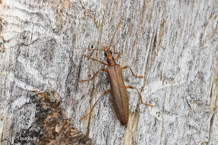 <i>Oedemera femoralis femoralis</i> Olivier, 1803 © J. Touroult