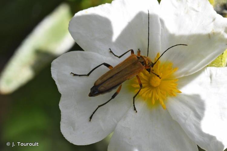 <i>Oedemera podagrariae podagrariae</i> (Linnaeus, 1767) © J. Touroult