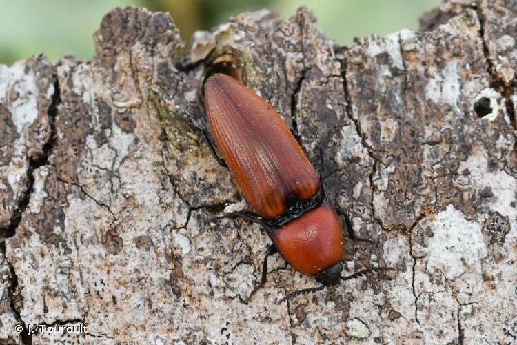 <i>Elater ferrugineus ferrugineus</i> Linnaeus, 1758 © J. Touroult