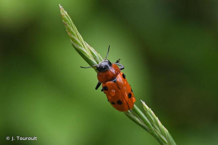 <i>Tituboea sexmaculata sexmaculata</i> (Fabricius, 1781) © J. Touroult