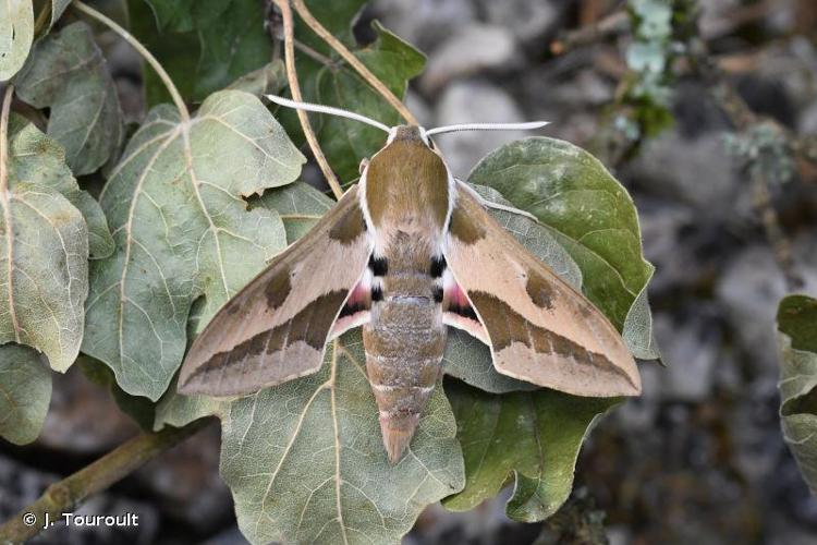 <i>Hyles euphorbiae euphorbiae</i> (Linnaeus, 1758) © J. Touroult