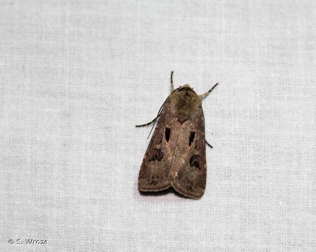 <i>Agrotis exclamationis exclamationis</i> (Linnaeus, 1758) © S. Wroza