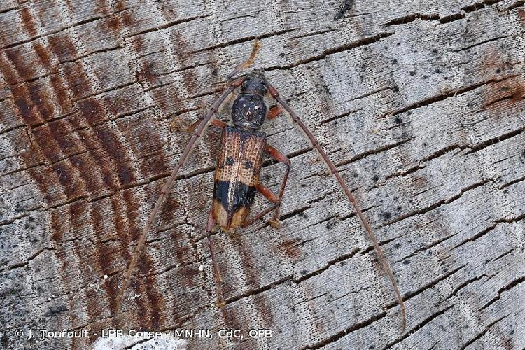 <i>Phoracantha recurva</i> Newman, 1840 © J. Touroult - LPR Corse - MNHN, CdC, OFB