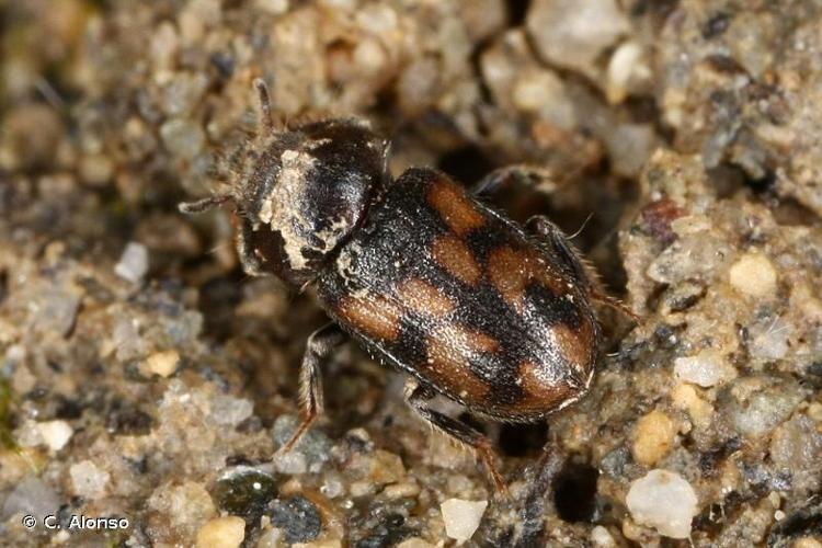 <i>Augyles hispidulus</i> (Kiesenwetter, 1843) © C. Alonso