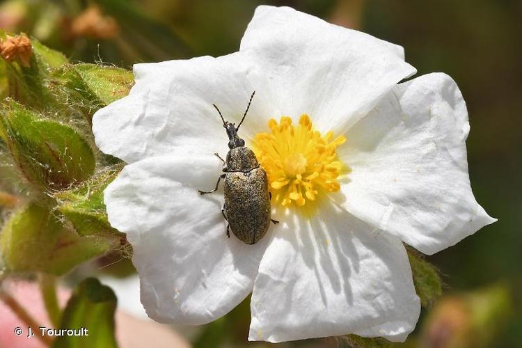 <i>Mycterus curculioides</i> (Fabricius, 1781) © J. Touroult