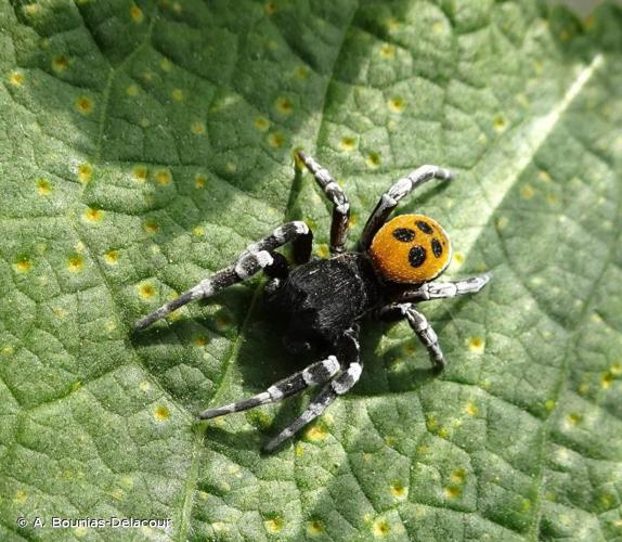 <i>Eresus sandaliatus</i> (Martini & Goeze, 1778) © A. Bounias-Delacour