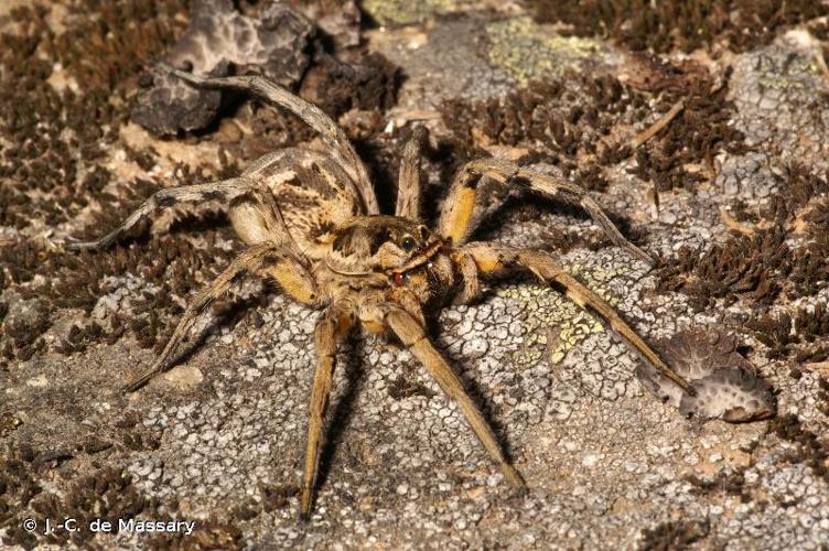 <i>Lycosa tarantula</i> (Linnaeus, 1758) © J.-C. de Massary