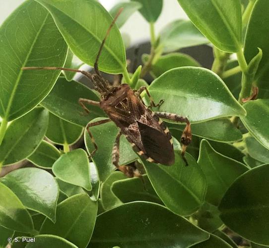 <i>Leptoglossus occidentalis</i> Heidemann, 1910 © S. Puel