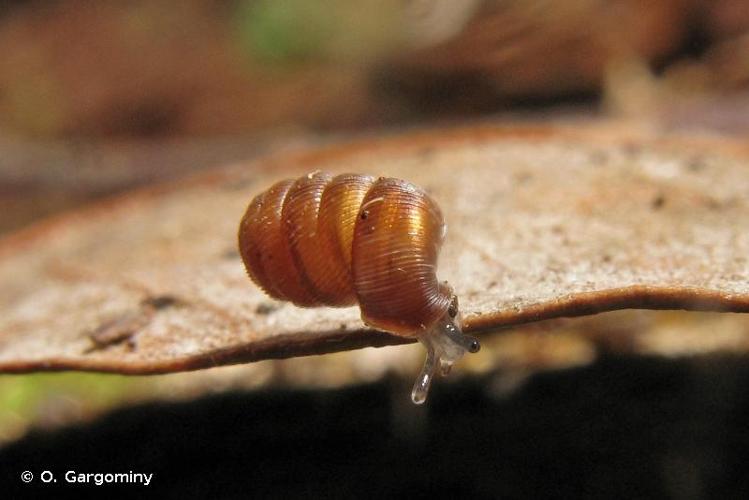 <i>Pagodulina subdola</i> (Gredler, 1856) © O. Gargominy