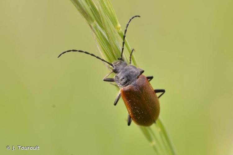 <i>Omophlus rugosicollis</i> (Brullé, 1832) © J. Touroult