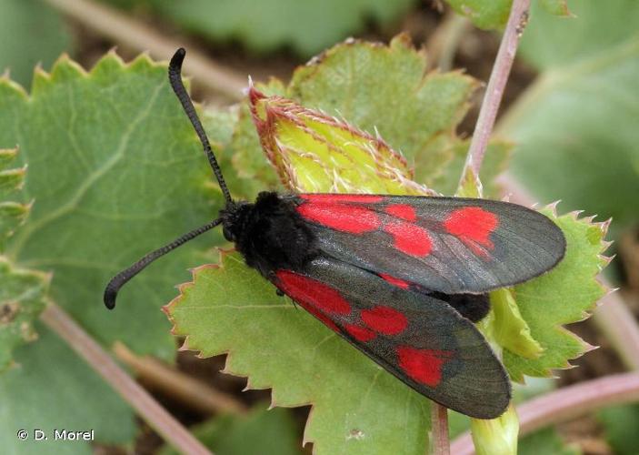 <i>Zygaena cynarae florianii</i> Dujardin, 1965 © D. Morel