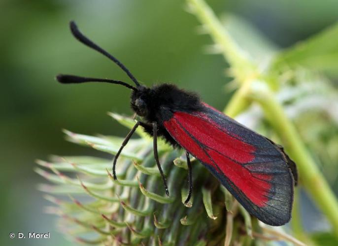 <i>Zygaena brizae vesubiana</i> Le Charles, 1933 © D. Morel