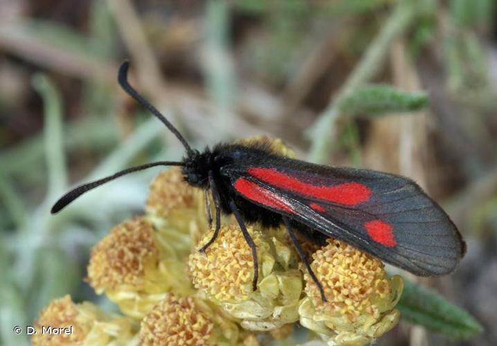 <i>Zygaena nevadensis interrupta</i> Boursin, 1923 © D. Morel