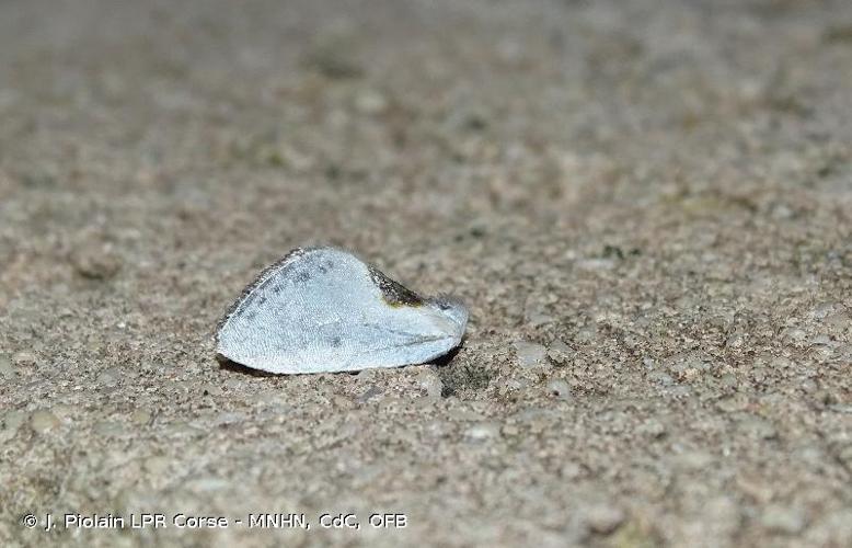 <i>Cilix hispanica</i> Pérez De-Gregorio, Torruella, Miret, Rondós Casas & Vallhonrat i Figueras, 2002 © J. Piolain LPR Corse - MNHN, CdC, OFB