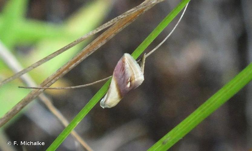 <i>Eublemma cochylioides</i> (Guenée, 1852) © F. Michalke