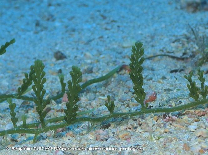 <i>Caulerpa racemosa</i> (Forssk.) J.Agardh, 1873 © Benjamin GUICHARD/Agence des aires marines protégées