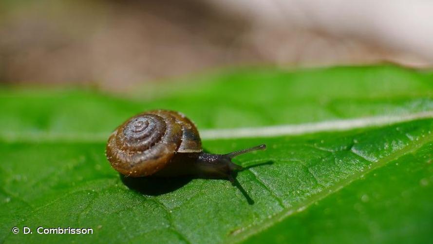 <i>Trochulus montanus</i> (S. Studer, 1820) © D. Combrisson