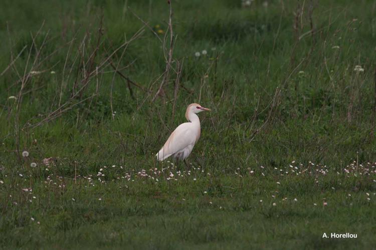 <i>Bubulcus ibis ibis</i> (Linnaeus, 1758) © A. Horellou