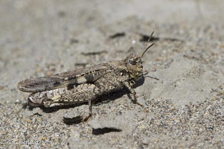 <i>Acrotylus insubricus insubricus</i> (Scopoli, 1786) © S. Richaud