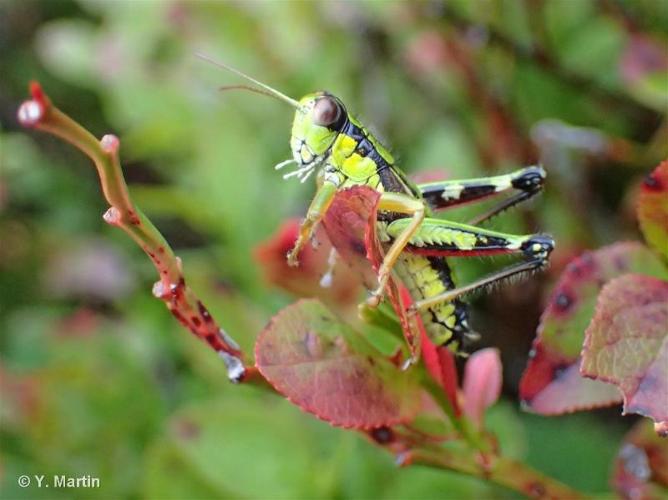 <i>Miramella alpina subalpina</i> (Fischer, 1850) © 