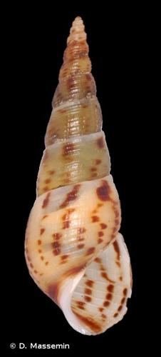 <i>Melanoides tuberculata</i> (O.F. Müller, 1774) © D. Massemin