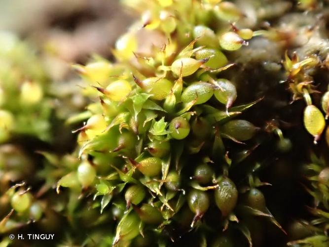 <i>Microbryum curvicollum</i> (Hedw.) R.H.Zander, 1993 © H. TINGUY