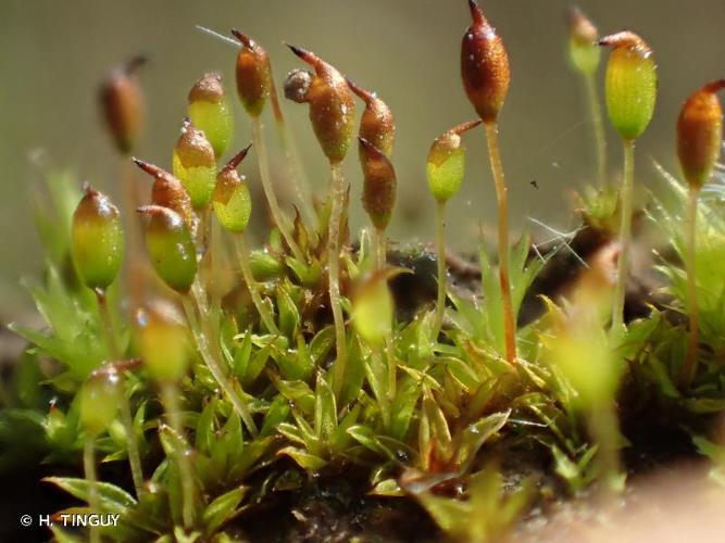 <i>Microbryum davallianum</i> (Sm.) R.H.Zander, 1993 © H. TINGUY