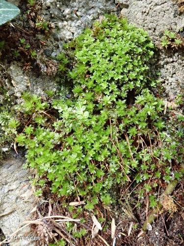 <i>Syntrichia sinensis</i> (Müll.Hal.) Ochyra © H. TINGUY