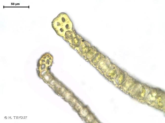 <i>Tortula schimperi</i> M.J.Cano, O.Werner & J.Guerra, 2005 © H. TINGUY