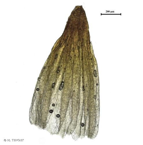 <i>Orthotrichum vittii</i> F.Lara, Garilleti & Mazimpaka, 1999 © H. TINGUY