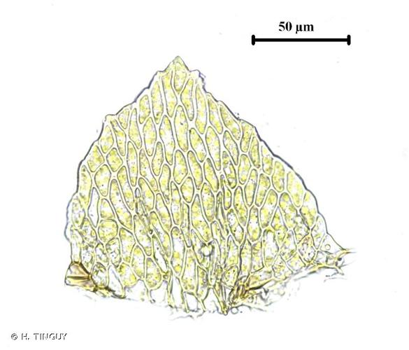 <i>Sciuro-hypnum glaciale</i> (Schimp.) Ignatov & Huttunen, 2002 © H. TINGUY