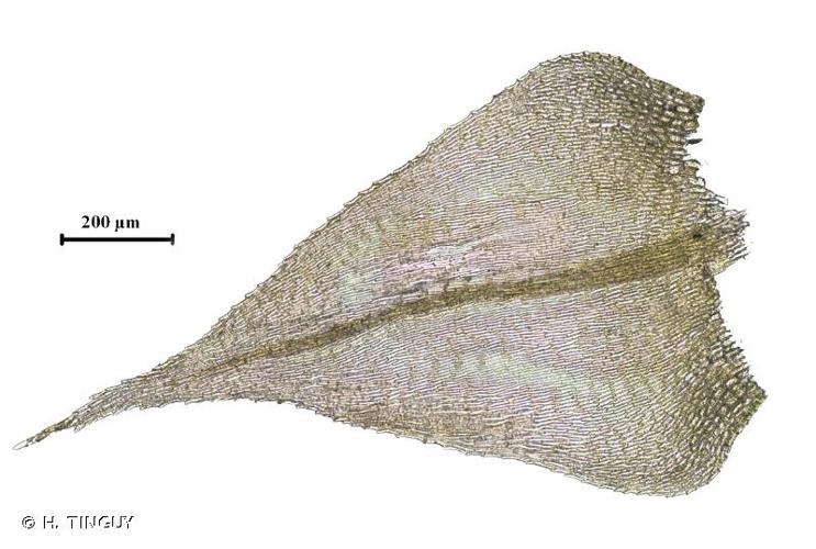 <i>Sciuro-hypnum starkei</i> (Brid.) Ignatov & Huttunen, 2002 © H. TINGUY