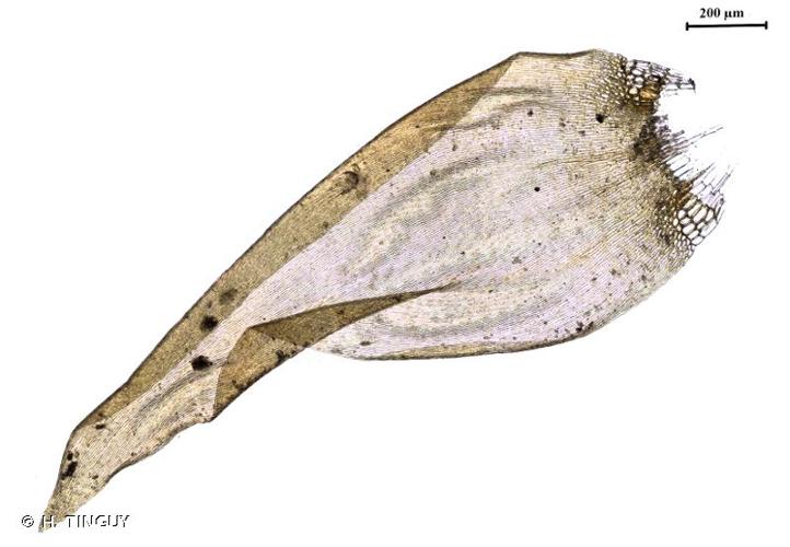 <i>Calliergonella lindbergii</i> (Mitt.) Hedenäs, 1990 © H. TINGUY