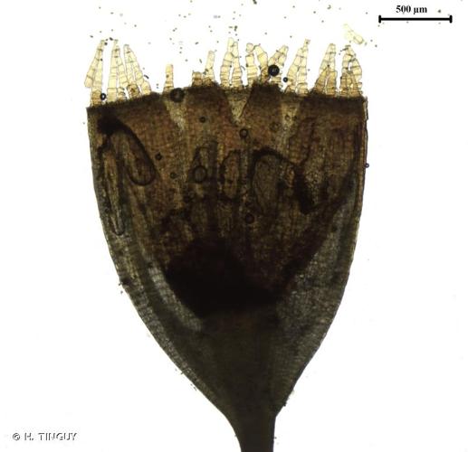 <i>Orthotrichum cupulatum </i>Hoffm. ex Brid., 1801 var.<i> cupulatum</i> © H. TINGUY