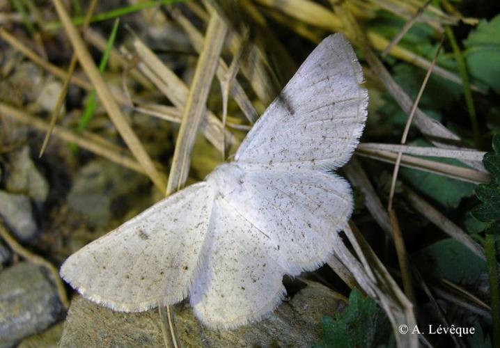 <i>Dyscia royaria</i> Tautel & Billi, 2006 © A. Lévêque (Entomo Fauna)